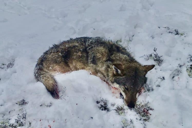 Varg Skjuten Under Skyddsjakt I Norra Dalarna Svensk Jakt