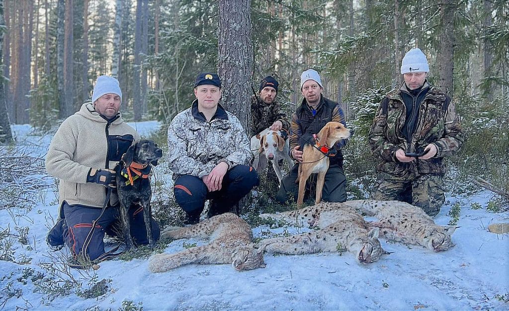 Avlyst Lodjursjakt I G Vleborgs L N Svensk Jakt