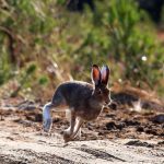 hare_0910_1394