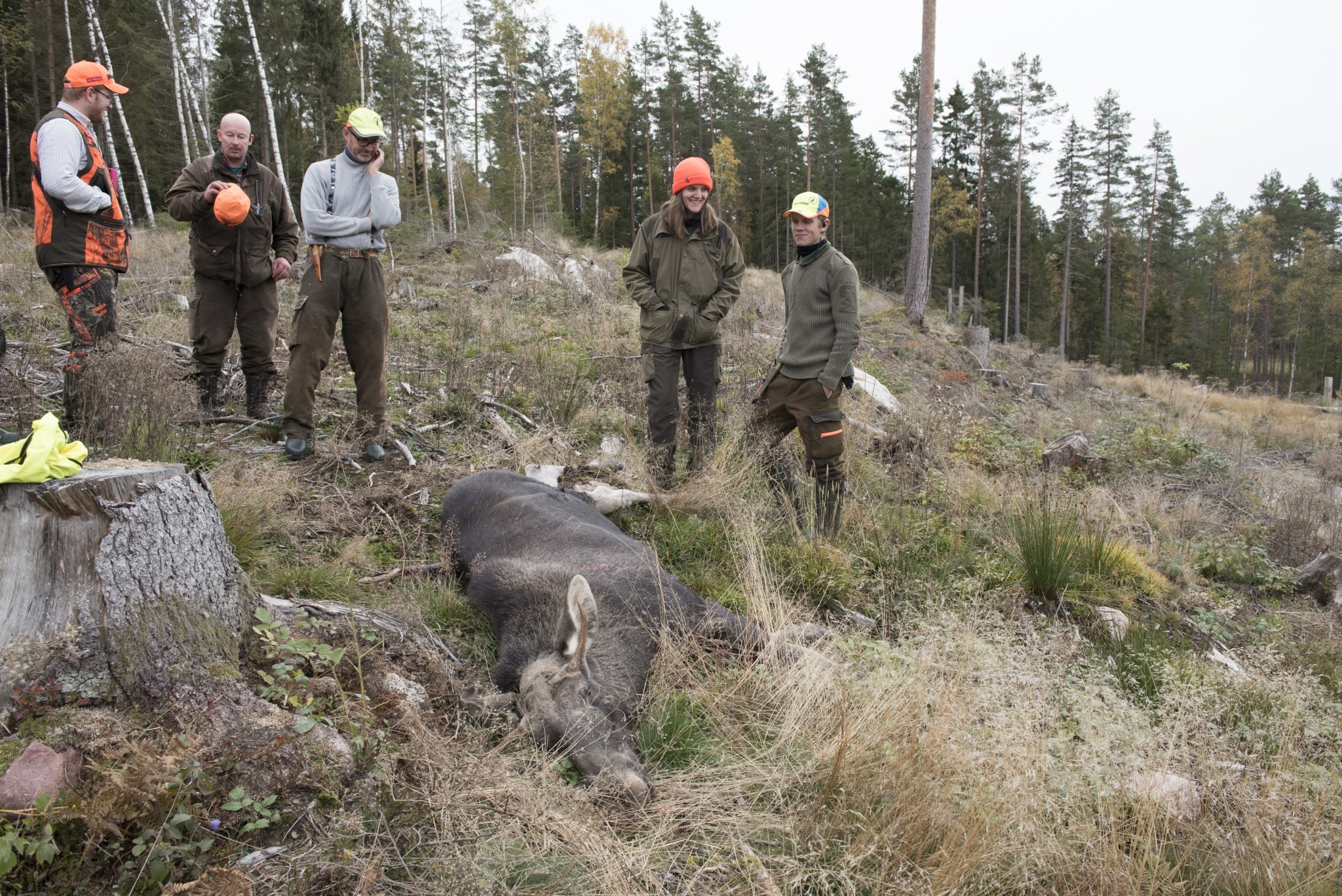 Någon allmän jakt på älg som föreslagits av Jägarnas Riksförbund blir det inte, sedan regeringen nu sagt nej till förslaget. Foto: Jan Henricson