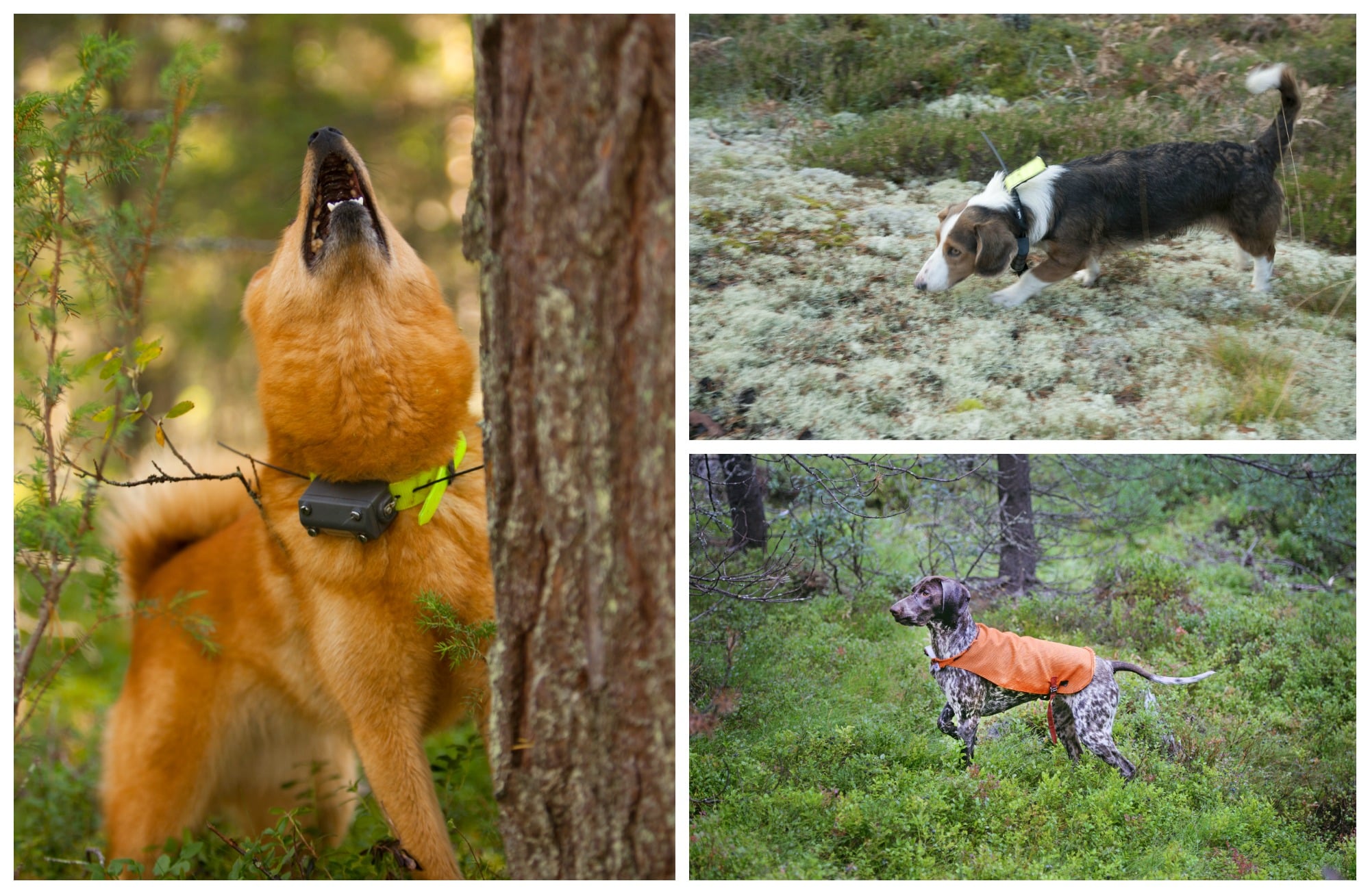 Finsk spets, drever och korthårig vorsteh. Foto: Kjell-Erik Moseid, Jan Henricson, Lars-Henrik Andersson