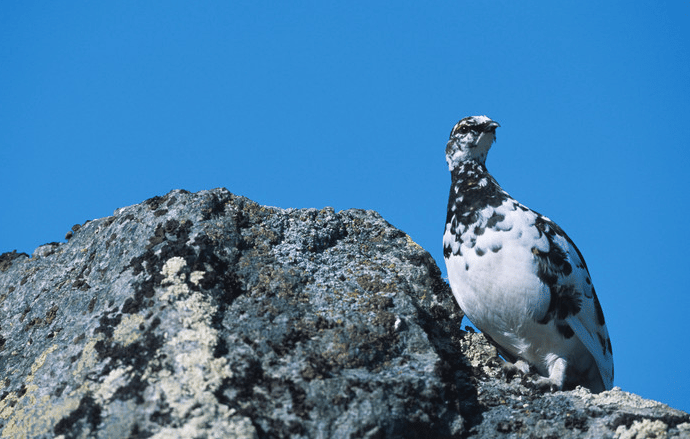 Lokala grupper av fjällripan kan utrotas vid klimatförändringar. Arkivfoto: Kjell-Erik Moseid