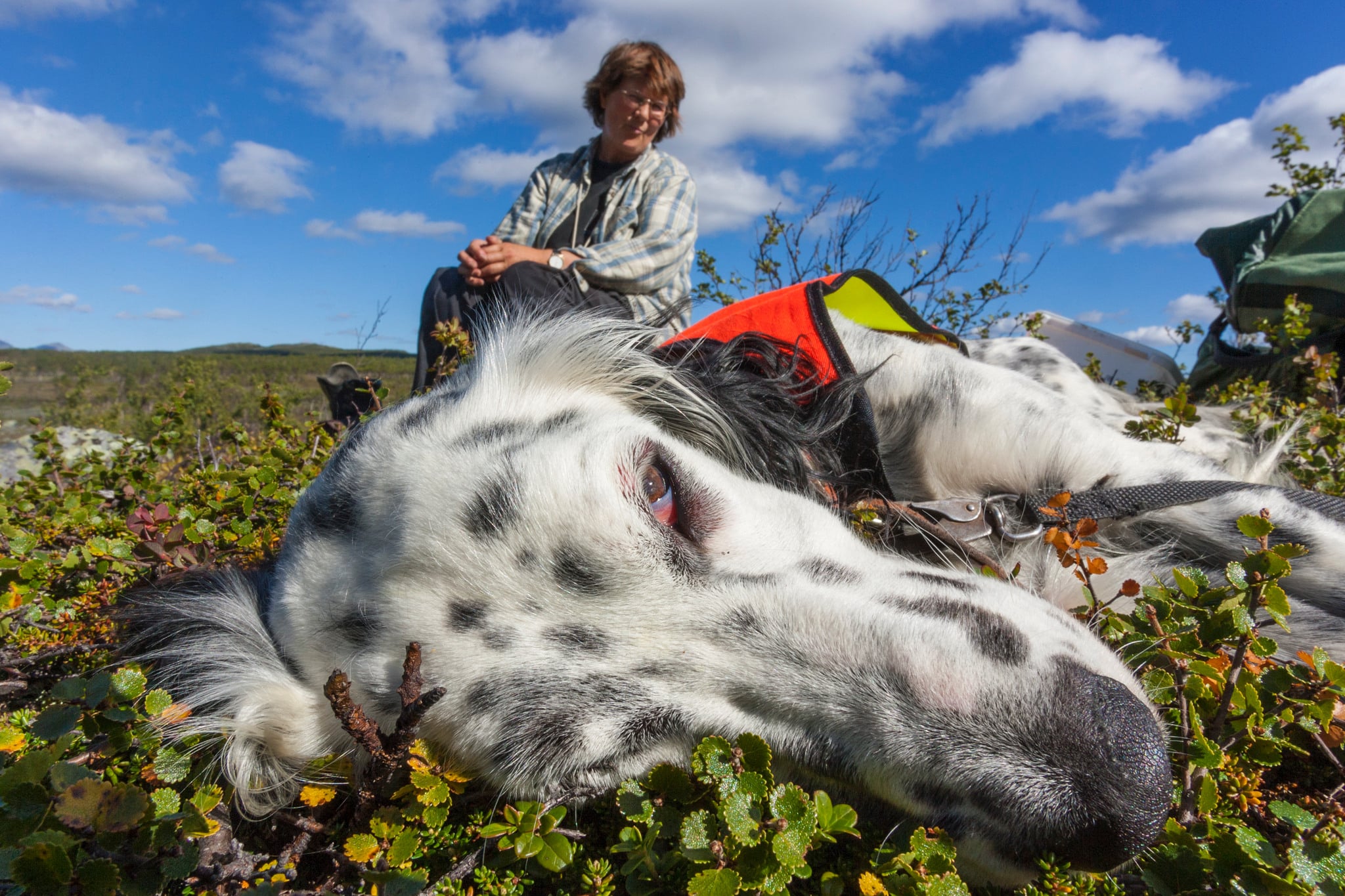 Småviltjakt på statens mark ovan odlingsgränsen får upplåtas till alla jägare efter den 15 september. Foto: Kjell-Erik Moseid
