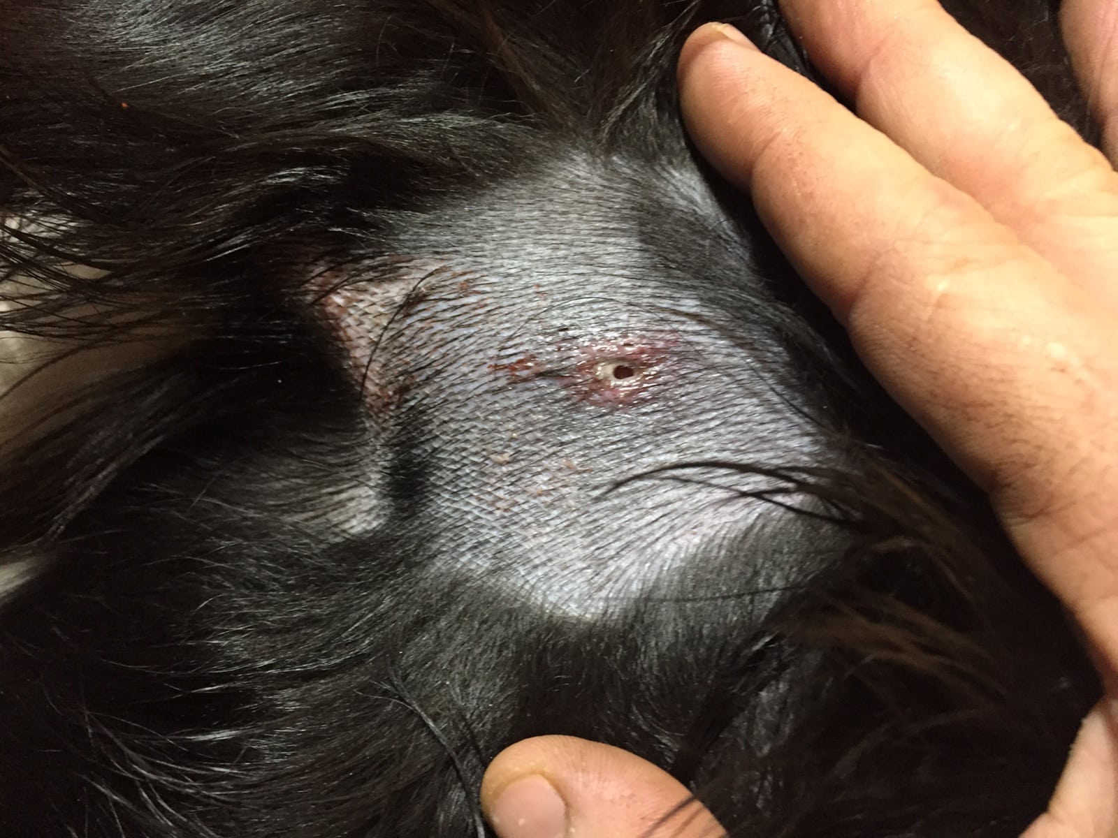 Border collien som attackerades av varg i ett bostadsområde i Munkfors behandlas av veterinär för de bett den fick under attacken. Nu kräver ägaren med flera skyddsjakt på de närgångna vargarna. Foto: Privat