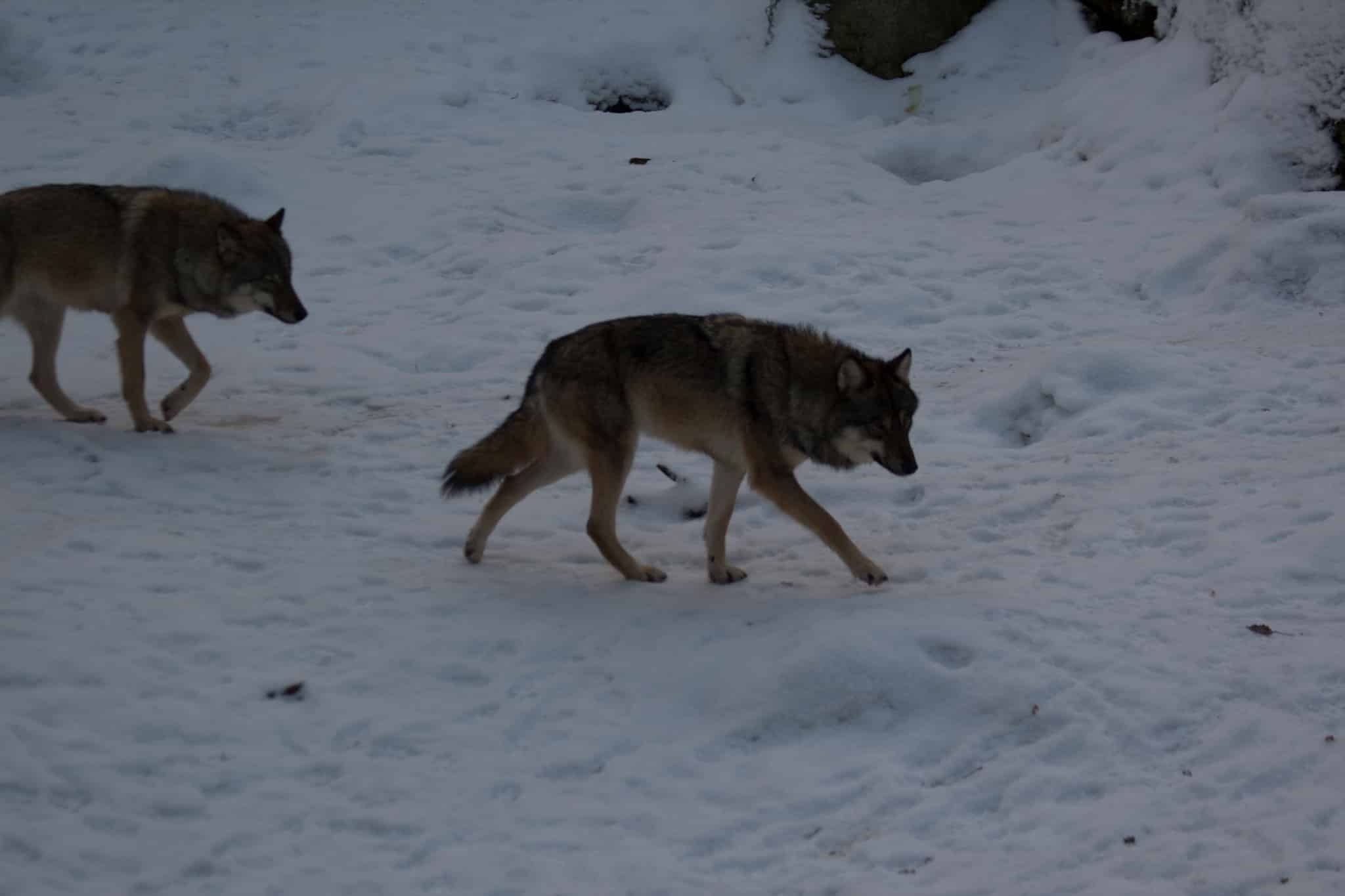Foto: Foto i Lycksele Djurpark: Lars Nilsson