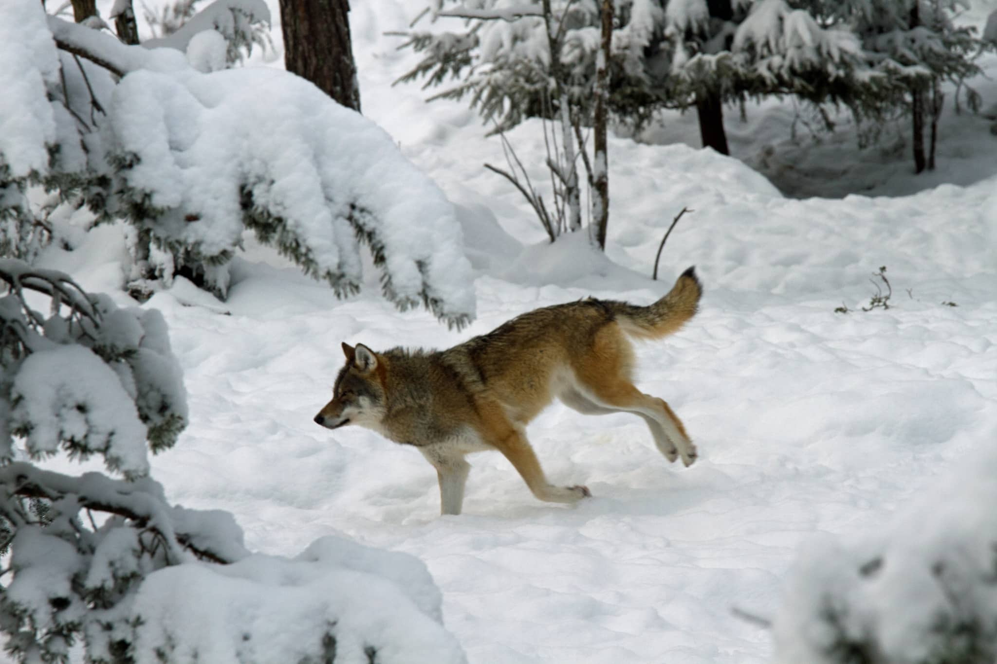 Arkivbild: Olle Olsson 