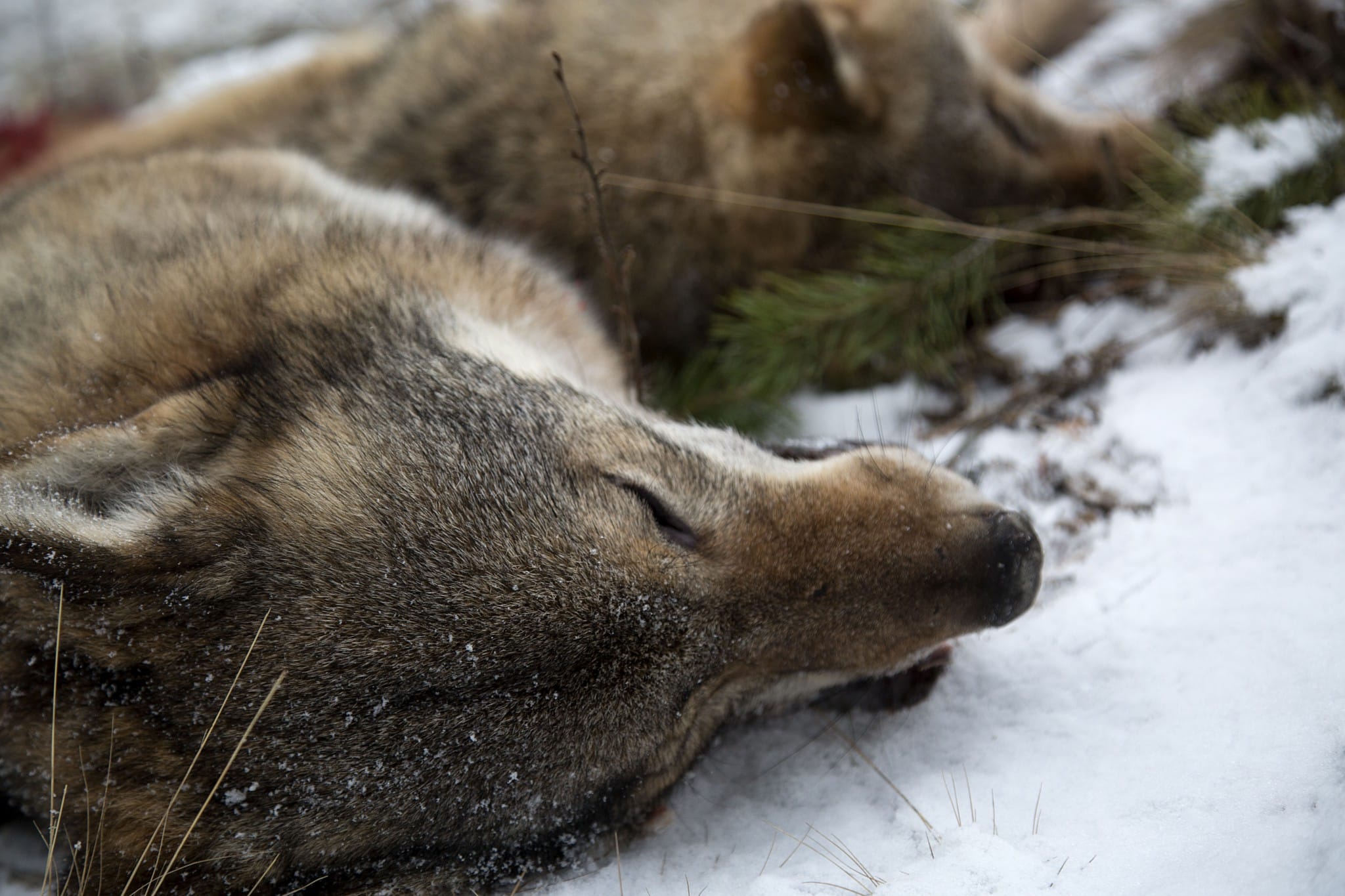 De två första vargarna som fällts under årets vargjakt. Foto: Olle Olsson