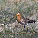 Hård predatorjakt gav fler vadarfåglar