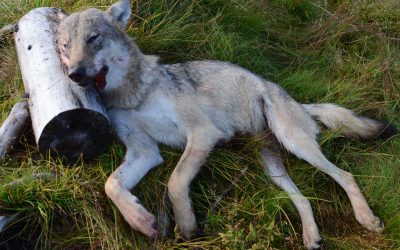 Den vargtik som dödat drygt 300 får i Norge kom från ett revir utanför Örebro. Foto: Ole Knut Steinset/SNO