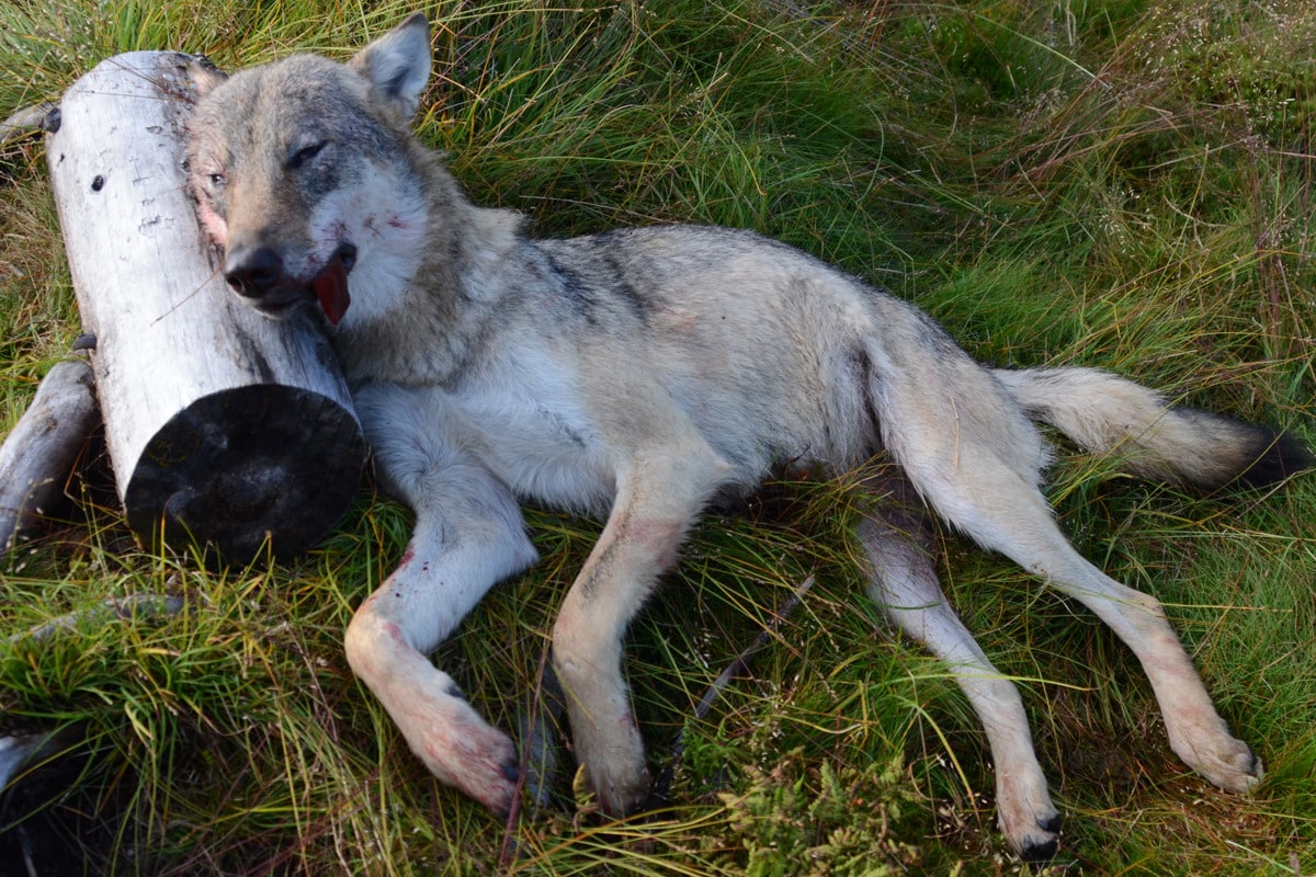 Den vargtik som dödat drygt 300 får i Norge kom från ett revir utanför Örebro. Foto: Ole Knut Steinset/SNO