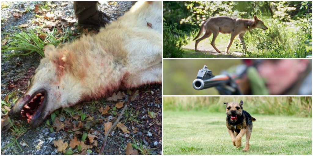 Vargen som fälldes i Sjundareviret med stöd av paragraf 28 både före och efter skottet. Vargen sköts när den var tre meter från en ung borderterrier.