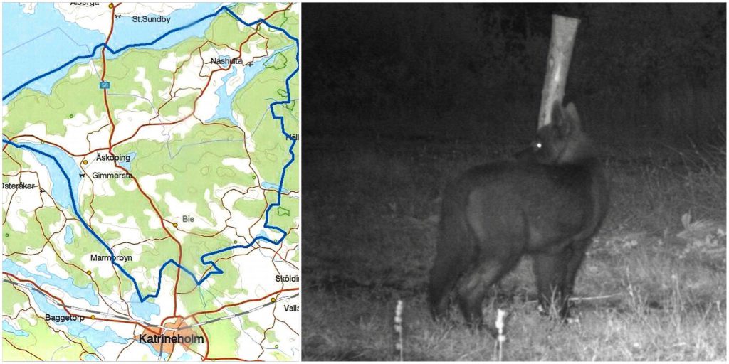 Ett åttonde djur sköts under helgen i Biereviret norr om Katrineholm.