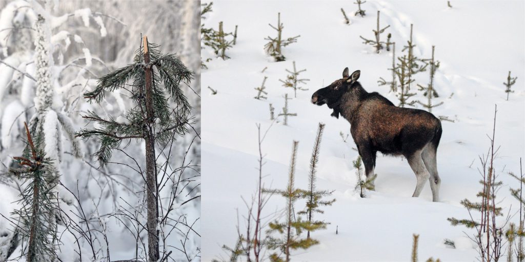 Vandringälgar från norr orsakar stora skador i ungskogsbestånden i dalgångarna nordväst om Överkalix. Foto: Lars-Henrik Andersson