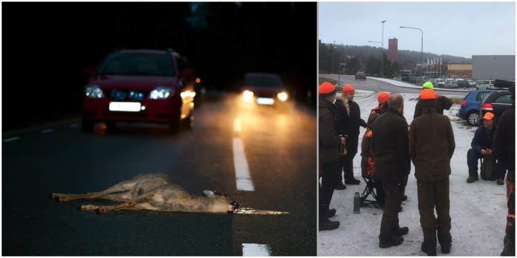 Råd för att undvika delaktig utfodring och tätortsnära jakt ska minska antalet rådjursolyckor i Falun. Foto: Kenneth Johansson samt Jerk Sjöberg