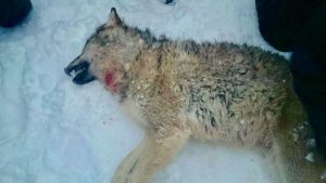En av de fyra vargar som tidigare har skjutits på skyddsjakt i Rackstadsreviret. Nu ansöker jägare och markägare om utöka skyddsjakt. Foto: Bertil Forsberg