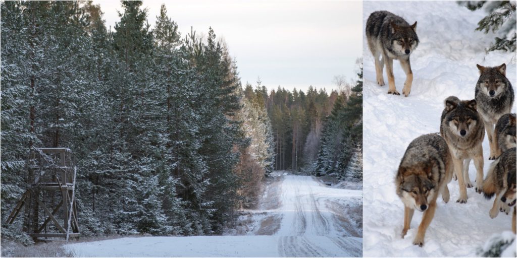 Barn som bor i vargrevir ska inte behöva gå långa sträckor till skobussen, anser skribenterna. Foto: Martin Källberg och Mostphotos