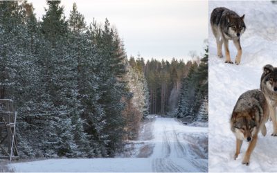 Barn som bor i vargrevir ska inte behöva gå långa sträckor till skobussen, anser skribenterna. Foto: Martin Källberg och Mostphotos