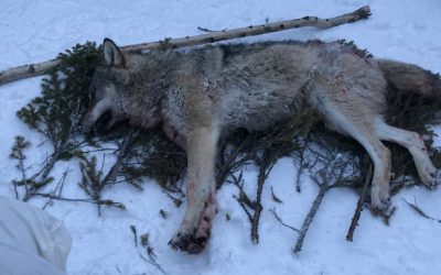 Vargjakten är över i Nyskogenreviret efter att en vargtik sköts på onsdagen. Foto: Privat