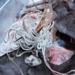 Hjort plågades i stängseltråd