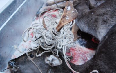 Dovhjorten hade gått en kvalfull död till mötes om inte jägaren lyckats avliva den. Foto: Per Sjöswärd