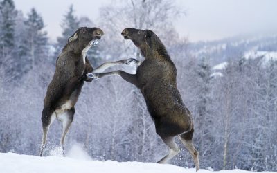 Vinnarbilden i Svensk Jakts omslagstävling 2017. Foto: Kristoffer Sahlén