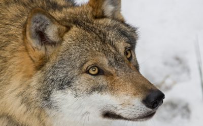 Jägareförbundet Dalarna ansöker om utökad licensjakt på varg.