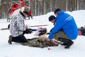 En varg förses med GPS-sändare.