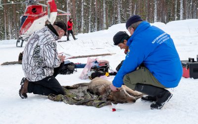 En varg förses med GPS-sändare.