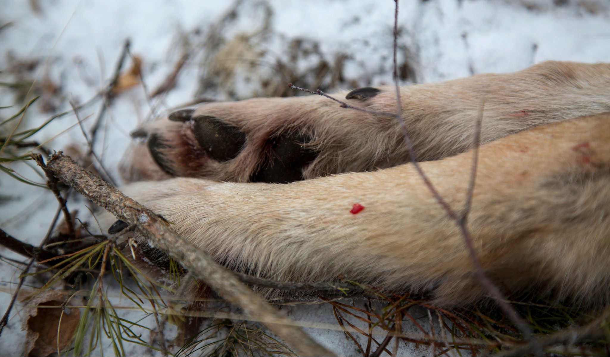 Vargjakten är avslutad i Nyskogenreviret. Arkivfoto: Olle Olsson