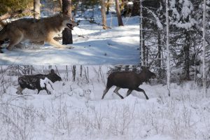 Hur har vargens återkomst i bland annat Värmland och gränsområdet till Norge påverkat älgstammen och jakten? Det är en av flera frågor ett stort treårigt forskningsprojekt nu ska ta reda på. Foto: Johnny Olsson (älgar) Mostphotos (varg)