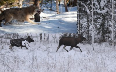 Hur har vargens återkomst i bland annat Värmland och gränsområdet till Norge påverkat älgstammen och jakten? Det är en av flera frågor ett stort treårigt forskningsprojekt nu ska ta reda på. Foto: Johnny Olsson (älgar) Mostphotos (varg)