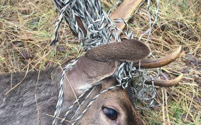 Hjorten hade häststängsel stenhårt lindat runt hals och horn. Foto: Tommy Lindh