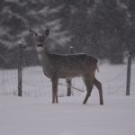 Rådjursutfodring – bättre sent än aldrig