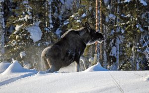 Förvaltningsrätten fastställer länsstyrelsen beslut att korta jakttiden på älg i Jönköpings län.