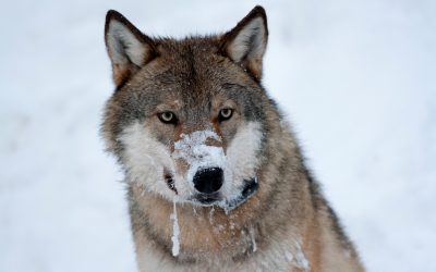 Den norska licensjakten på varg har fått klartecken att fortsätta av Oslo tingsrätt.