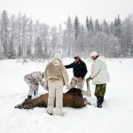 Älgjakt vintertid skapar debatt bland jägarna vad gäller etiken. Foto: Lars-Henrik Andersson