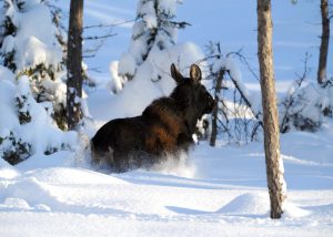 Snön ligger på sina ställen djup i Dalarnas län, och nu avråder länsstyrelsen från jakt med lös hund. Foto: Kenneth Johansson