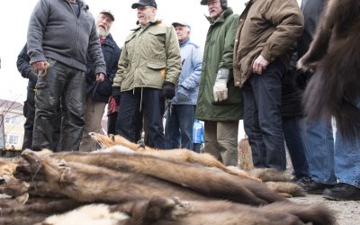 Traditionell skinnmarknad i Lönsboda. I år hålls den 10 mars. Skinnmarknader hålls också på torgen i Örebro 23 januari, i Växjö 13 februari och i Sala 23 februari. Skinn handlas också på enstaka andra platser i landet, som på Jokkmokks marknad som hålls första torsdag till lördag i februari varje år. Foto: Jan Henricson