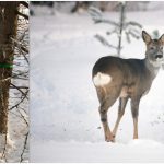 Eskil Lugnet placerar ut ett antal foderrör med renfoder i anslutning till foderplatsen, detta för att alla djur ska få chansen att äta. Foto: Lars-Henrik Andersson