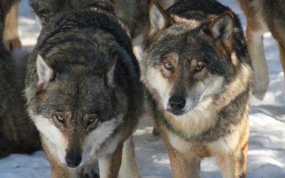 I området finns tre vargrevir som går emot varandra. Foto: Mostphotos