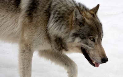 Ytterligare tre vargar ska fällas i Norge. Detta efter beslut av den norska regeringen.