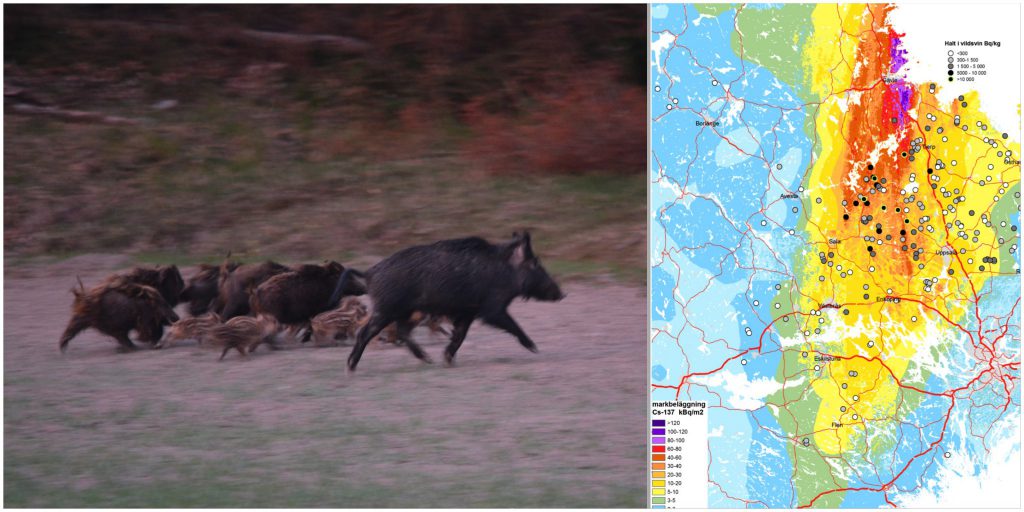 Analyser visar att ett flertal vildsvin överstiger, eller ligger mycket nära, den nivå där Livsmedelverkets kostråd avråder från att alls äta köttet.