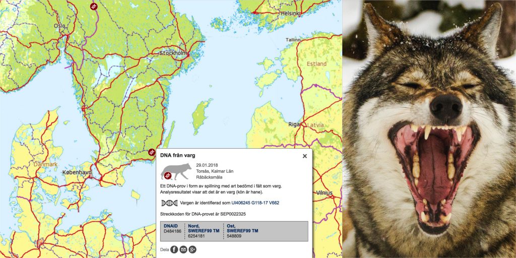 De röda markeringarna visar var spillning från vargen hittats. Källa: Naturvårdsverket