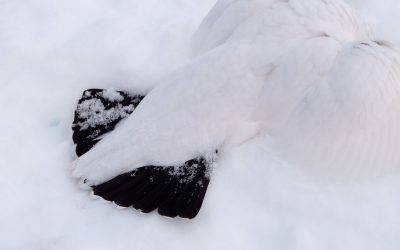 Jägare är starkt kritiska till länsstyrelsens avlysning av småviltjakten.