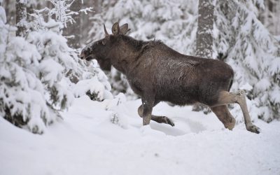 Skyddsjakten på totalt 24 älgar i två viltvårdsområden i Västerbotten får fortsätta. Naturvårdsverket avvisar överklagandena av länsstyrelsens skyddsjaktsbeslut.