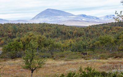 Det polska paret greps i den svenska fjällvärlden då de misstänktes för att plundra fågelbon och gräva upp sällsynta blommor. Misstankarna om grova brott avskrevs sedan. Foto: Olle Olsson