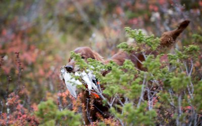 Nu kan du anmäla dig för lottning till höstens ripjakt.