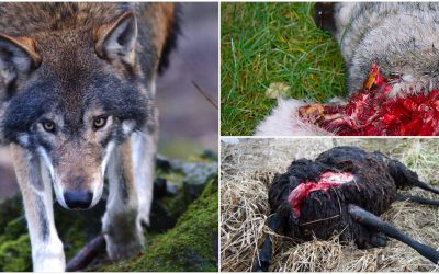 Sett till antalet individer i landet är vargen det stora rovdjur som är det största hotet mot tamboskap och hundar. Foto: Olle Olsson samt Mostphotos