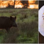 Jägareförbundets har sevärda kortfilmer om tillvaratagande av vildsvin. Foto: Mostphotos