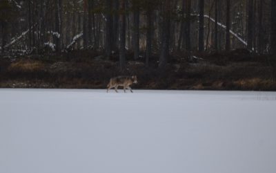 Arkivfoto: Johnny Olsson